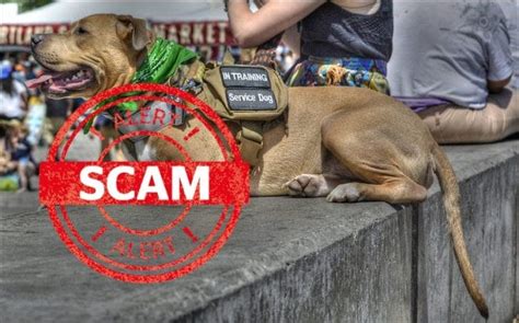 ohio service dog scam